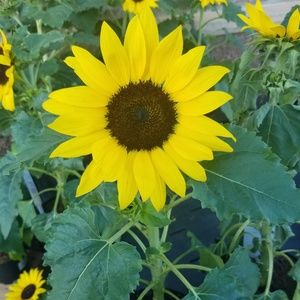 Meet your Posher, Meagan